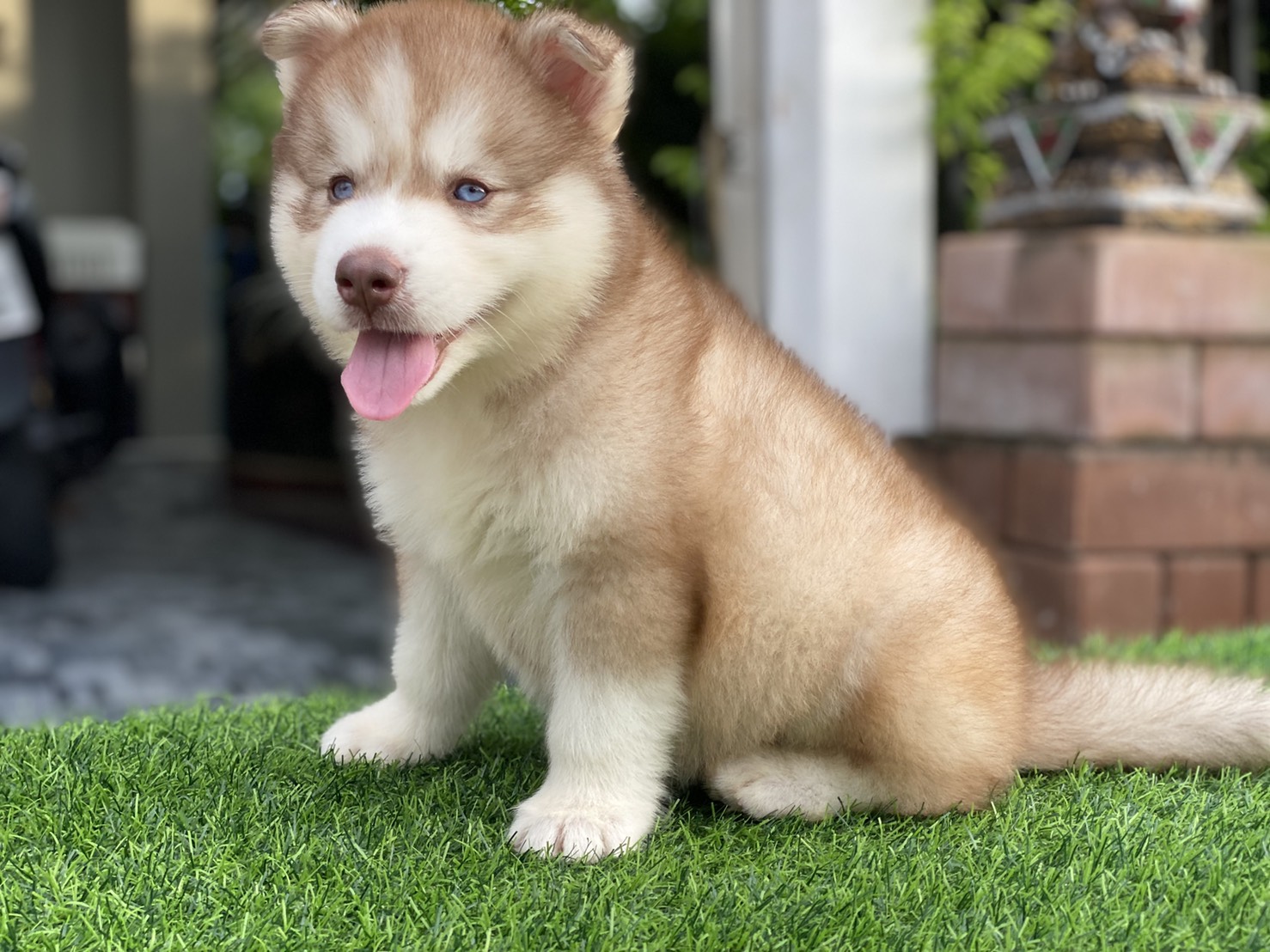 #ไซบีเรียนวู้ดลี่โค้ด 🐶