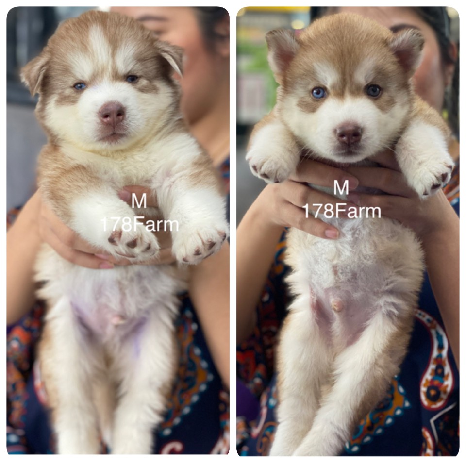 #ไซบีเรียนวู้ดลี่โค้ด 🐶