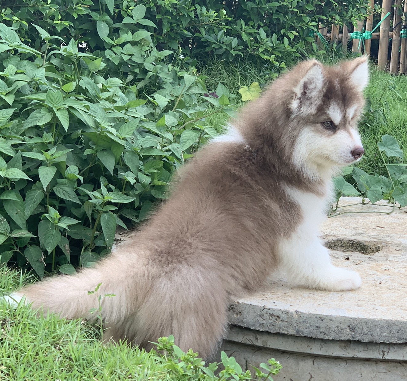 #ไซบีเรียนวู้ดลี่โค้ด 🐶