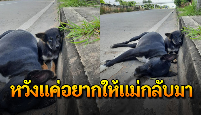ขับรถวนผ่านมาปาดน้ำตาตก เห็นนอนเฝ้าแม่จ๋าไม่ห่างจากอก