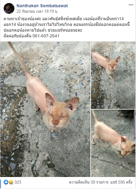 ตามหาเจ้าของน้อง เจ้าเหมียวส่งเสียงร้องนึกว่าแมวจร ที่แท้แมวราคา 6 หลัก