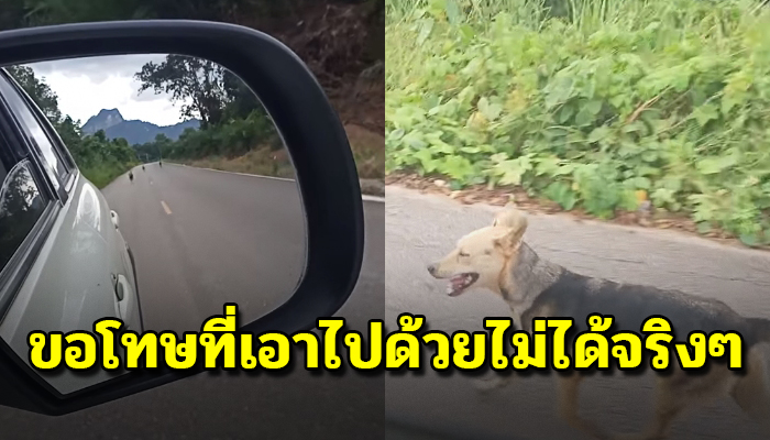 เจ้าตูบวิ่งตามจนสุดแรงหลังให้ข้าวให้น้ำ ต้องปาดน้ำตาและขับต่อไปเพราะความจำเป็น