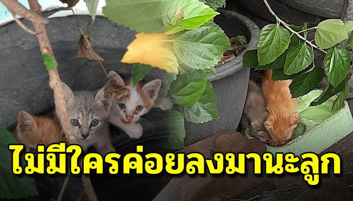ถูกเขาเทพรากแม่ไปจากอก เรียงระดับเกาะยางมาให้เห็น หวังได้บ้านขออาหารให้ลำเค็ญ