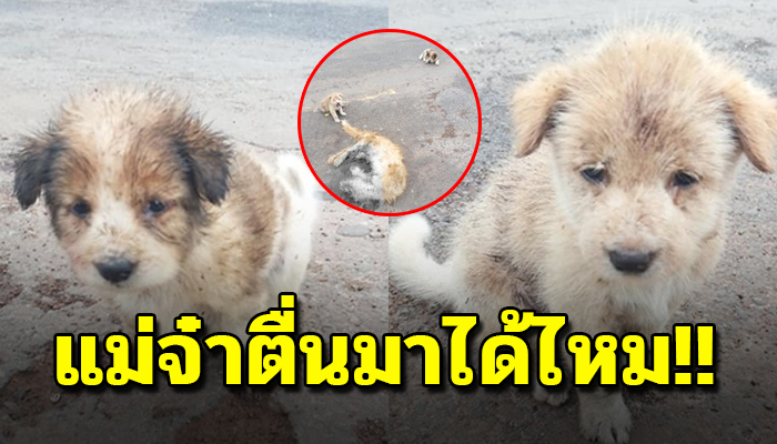 สองลูกน้อยนอนดูดนม ทั้งๆที่แม่จากไปแล้ว สายตาอ้อนวอน ให้แม่ตื่นขึ้นมา