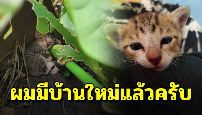 ผมมีบ้านแล้วครับ!! แมวนอนงีบที่กอกล้วยจนมีคนนับหมื่นแย่งชิงเพื่อขอรับไปเลี้ยง