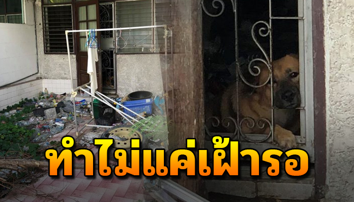 ทนอยู่แต่ในบ้านมาแรมปี หลังเจ้าของบ้านหายได้แต่เฝ้ารอขอข้าวคนผ่านไปมาประทังชีวิต