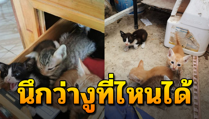 ได้ยินเสียงฟ๊อดๆลูกสาว2ขวบเปิดลิ้นชักดู เห็นนอนอยู่หน้าตาเฉยที่ก็บ้านไม่ได้เลียง