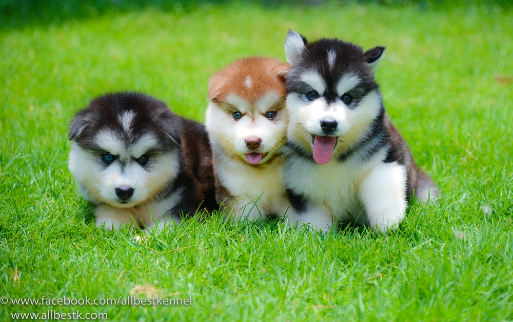 ที่สุดของไซบีเรียนฮัสกี้ Allbest kennel มีหลายคอก หลายสไตล์ทุกสี