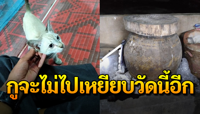 เจ้าอาวาสยินดียื่นมือเข้ามาช่วยแมวจร แต่นั่นกลับทำให้เขารู้สึกผิดไม่มีวันลืม