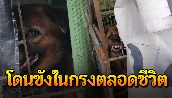 ถูกขังมาตลอดทั้งชีวิต ฝนตกแดดออกก็ต้องทน ทำอะไรไม่ได้นอกจากอดทน