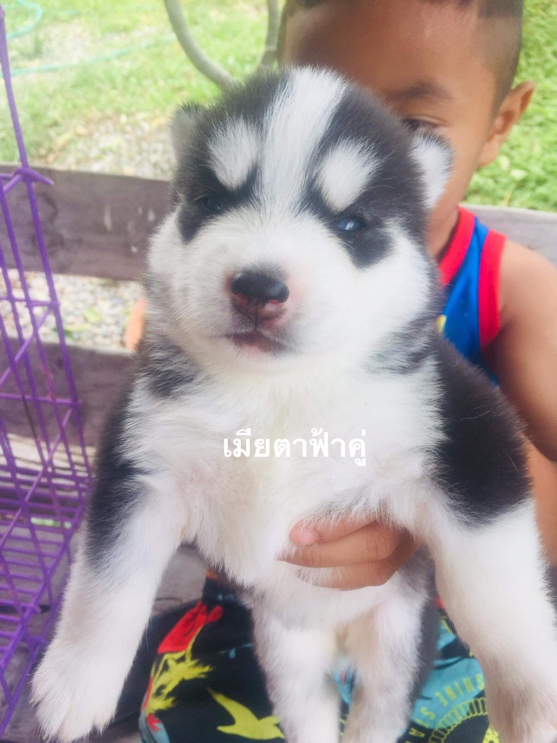 #ไซบีเรียนวู้ดลี่โค้ด ❤️