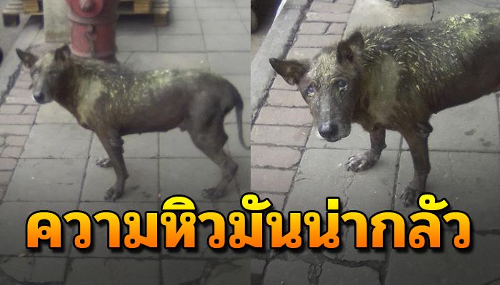 หิวจนทนไม่ไหว จึงเดินเข้าไปขอของกิน แต่กลับถูกน้ำมันไก่ทอดราด เจ็บทั้งตัว