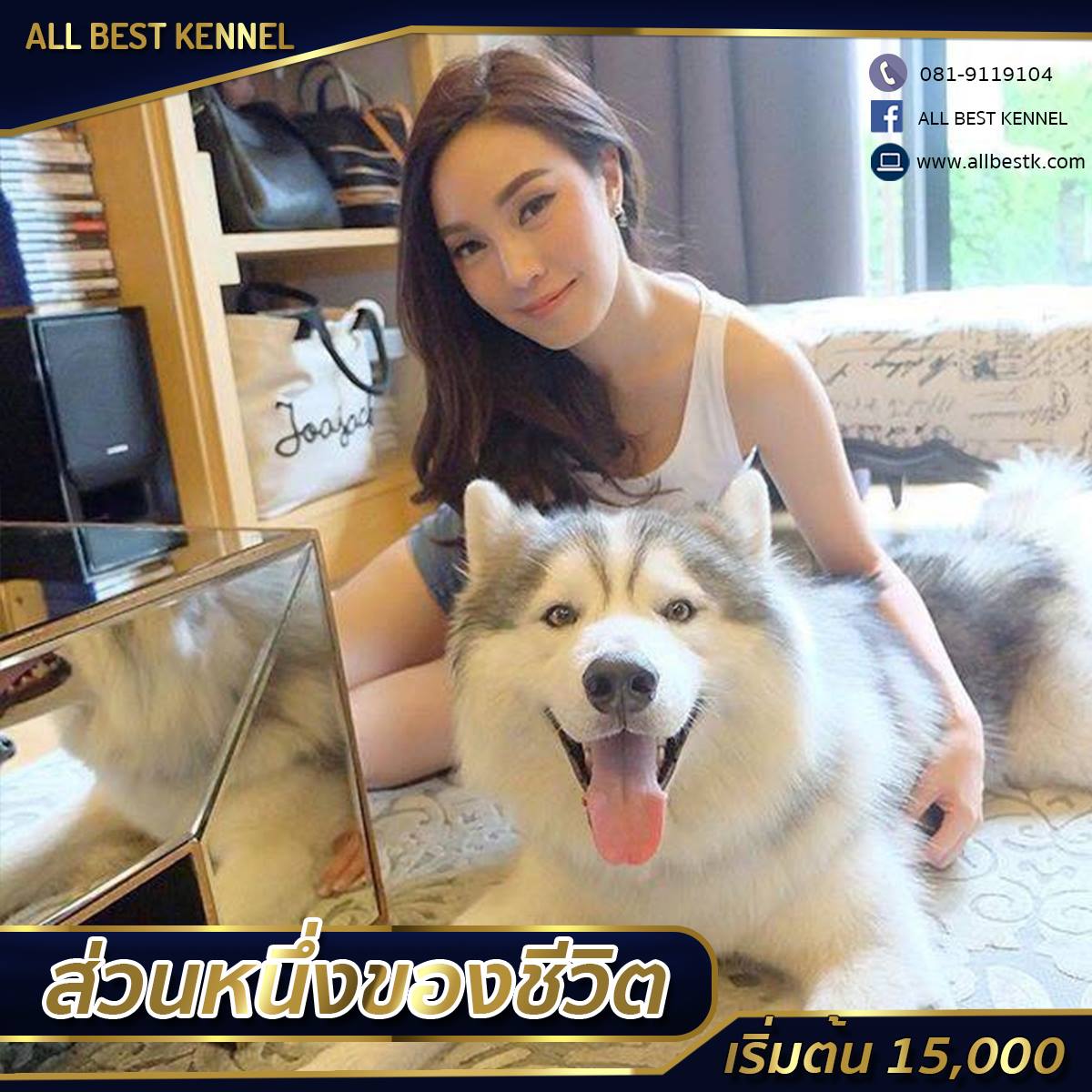 ฟาร์มไซบีเรียนฮัสกี้ คัดเกรด เน้นแต่คุณภาพ Allbest kennel ใหญ่ที่สุดในไทย