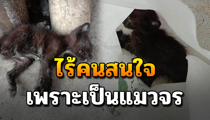 นอนหายใจรวยรินอยู่ที่ข้างถนน ไร้คนสนใจเพราะเป็นแมวจร ไม่รู้จะอยู่หรือไป