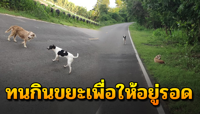 เดินเร่กันไร้จุดหมาย ต้องทนกินอาหารในขยะ เพื่อให้อยู่รอดโดยไม่มีใครสนใจ