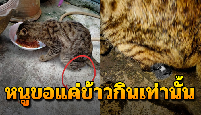 ส่งเสียงร้องเรียกขอข้าว เพราะจำเดินหลบ หมากระเผลกขาหาหนทางรอด
