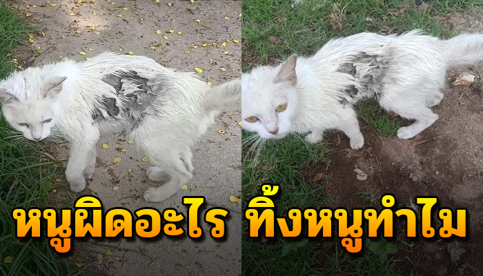 เคยมีเจ้าของแต่ถูกทิ้งไว้ จึงต้องแอบอาศัยในศูนย์เด็กเล็ก ยังโดนคนน้ำร้อนราดอีก