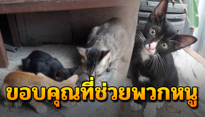 ถูกนำใส่ถุงปุ๋ยมัดปาก โยนเข้าเครื่องอัดขยะ เพราะไม่ต้องการแล้ว