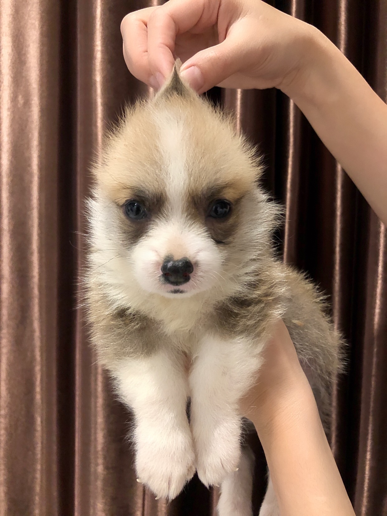 ขายลูกสุนัข พันธุ์คอร์กี้ เพศผู้ 35,000 สนใจสอบถามเพิ่ม Line: @995enlzt