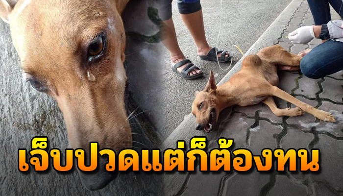 เจ้าตูบนอนน้ำตานอง เมื่อตัวเองเป็นเพียงจรนอน เจ็บจนลุกไม่ไหว