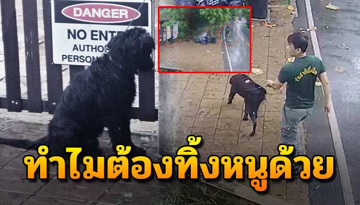 เจ้าตูบนั้งตากฝน หลังเจ้านายเดินจูงแล้วมามัดที่ประตูบ้านแล้วเดินจากไป