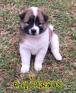 น้องหมาบางแก้วแท้ หมาบ้านแข็งแรง อารมณ์ดี ขี้เล่น ตัวอ้วนๆ ขนปุกปุยน่ารักๆ