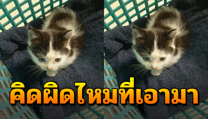 สาวคิดผิดและหัวร้อนสุดๆ หลังรับลูกแมวตัวน้อยมาเลี้ยงได้แค่วันเดียว