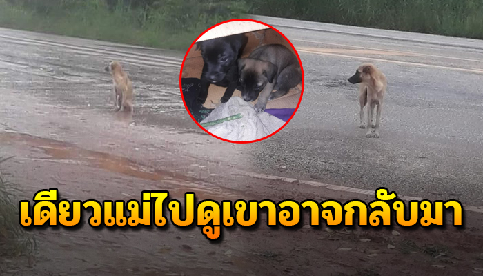 เอาลูกไปไว้ที่ปลอดภัย แต่ตัวยังนั่งเฝ้ารอ เจ้าของเก่าจะกลับมารับ