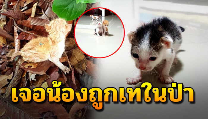 พบลูกแมวถูกทิ้งในป่าที่มีแต่มด ต้องกลายเป็นแม่แมวจำเป็น หลังไม่เคยเลี้ยงแมว