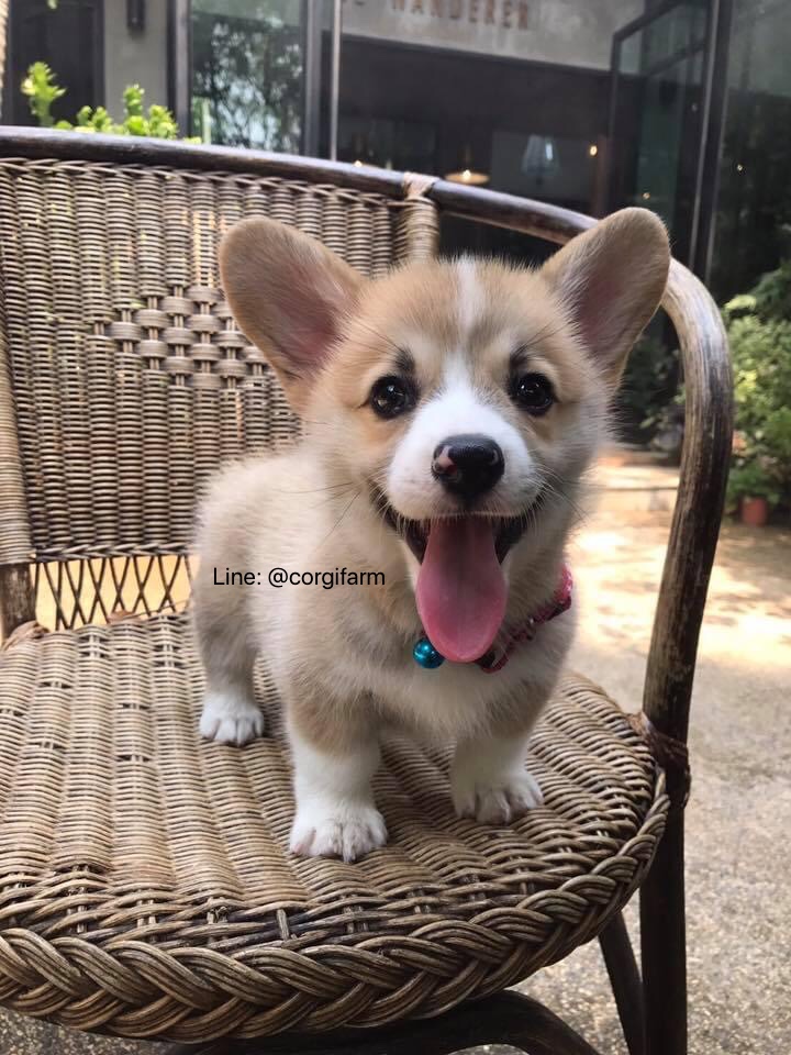 ขายลูกสุนัขคอร์กี้ Corgi เพศเมีย 35,000 บาท