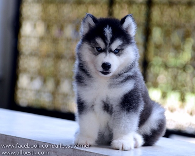 ด่วนนน น้องไซบีเรียนฮัสกี้มีหลายคอก หลายสไตล์เข้าใหม่ กำลังมองหาไซบีเรียนต้องท