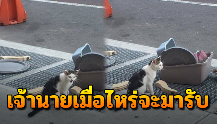 นั่งเฝ้าร้องหาเจ้าของ หลังถูกทิ้งไว้ข้างถนน พร้อมกะบะทรายของตัวเอง
