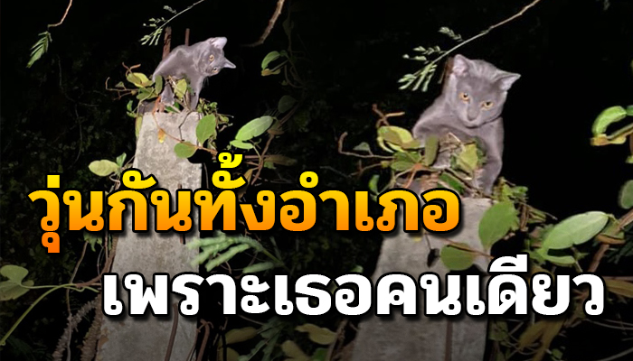วุ่นกันทั้งบ้าน หลังแมวหายออกจากบ้าน หายังไงก็หาไม่เจอพบอีกทีอยู่ในป่า