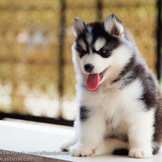 ฟาร์มไซบีเรียนฮัสกี้ คัดเกรด เน้นแต่คุณภาพ Allbest kennel ใหญ่ที่สุดในไทย