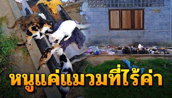 นอนเกาะกำแพงบ้านกัน ตากแดกตากฝนก็ต้องอดทน เพราะเจ้าของเห็นว่าไร้ค่าไม่ดูแล