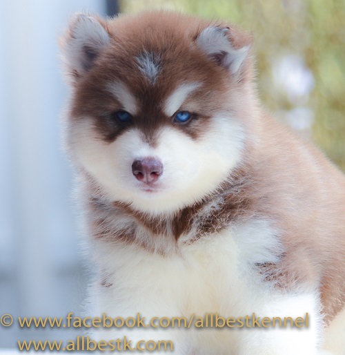 มีไซบีเรียนหลายคอกเข้าใหม่ หลายสไตล์ คัดเกรดทุกตัว ที่ allbest kennal