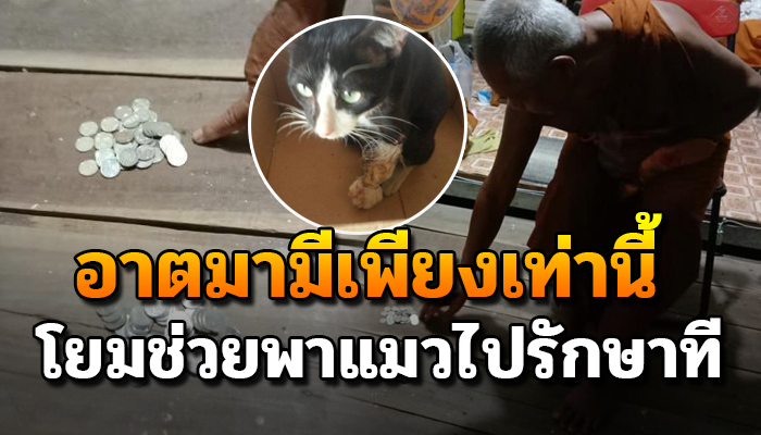 พระหาเศษเหรียญในกุฏิ ขอให้ช่วยพาน้องไปรักษาด้วย เพราะเลี้ยงมาแต่ยังเล็ก