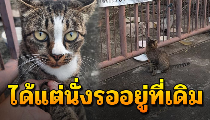 เหมียวกตัญญูนั่งรอเจ้าของอยู่ที่บ้านร้างเป็นปี ไม่รู้เลยว่าเจ้าของไม่มีวันกลับมา