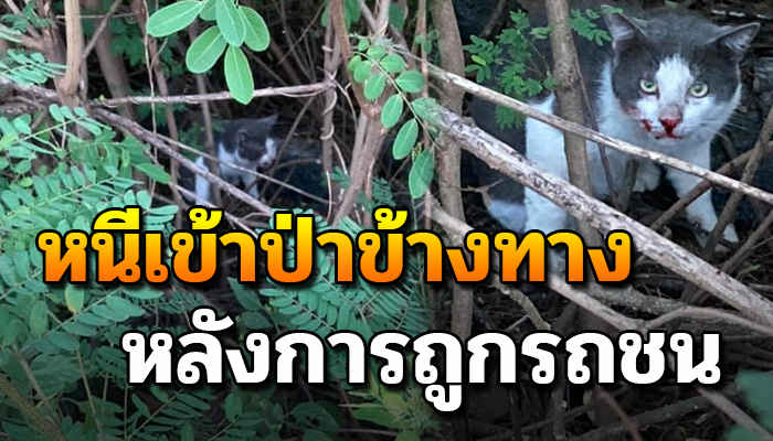 แมวพันธุ์ วิ่งหนีเข้าป่าข้างทางร้องเสียงดัง หลังถูกรถชนร้องเหมือนคนใกล้สิ้นใจ