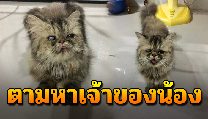 ดึกแค่ไหนก็ยังคงเฝ้าเดิน ตามหาเจ้าของ แม้ตาจะมืดสนิท