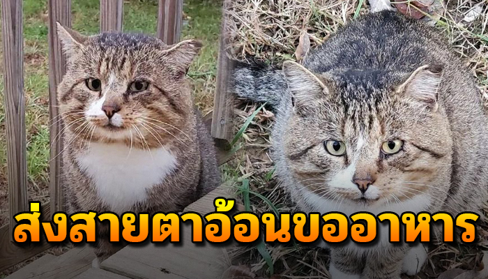 ส่งสายตาอ้อนวอน ขอข้าวเขากินประทังชีวิต เดินเร่แต่กินเสร็จหันมายิ้มเยาะ