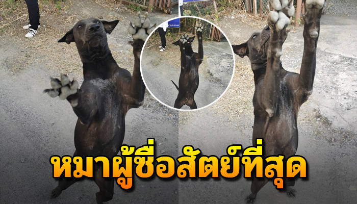 หมาผู้ร่าเริงกับชีวิตที่เคยมีความสุขที่สุดแต่กลับมีอดีตที่ฝังใจไม่มีวันลืม