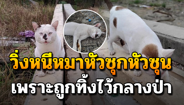 วิ่งหนีหมา ต้องหลบๆซ่อนๆ เพราะว่าโดนทิ้ง ถ้าพลาดมาคงสิ้นใจแน่นอน