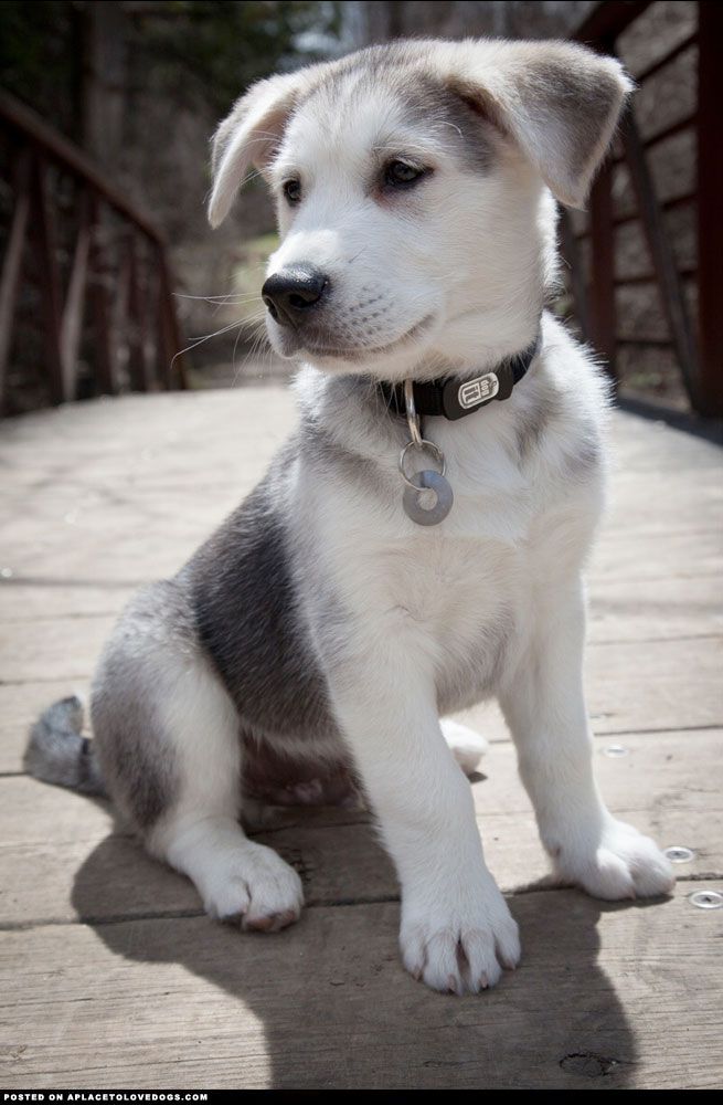 10 ภาพ ฮัสกี้ผสมโกลเด้น ที่น่ารักสุดๆ (Husky-Golden Retriever)