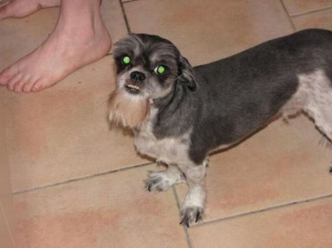15 เทรนตัดขนน้องหมาที่เท่ไม่เหมือนใคร