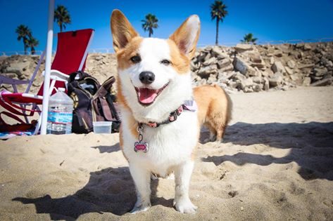SoCal Corgi Beach Day วันรวมคอร์กี้ บนชายหาด Huntington