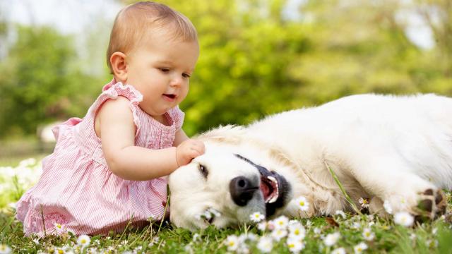 เมื่อสุนัขพันธุ์ ชิบะ (Shiba) สัมผัสทารกน้อยเป็นครั้งแรก ... ว้าว