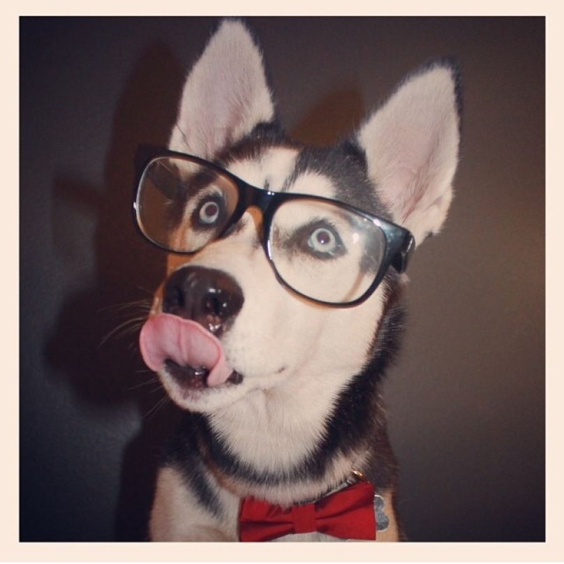 10 Huskies ที่จะทำให้คุณหลงรักมันยิ่งขึ้น
