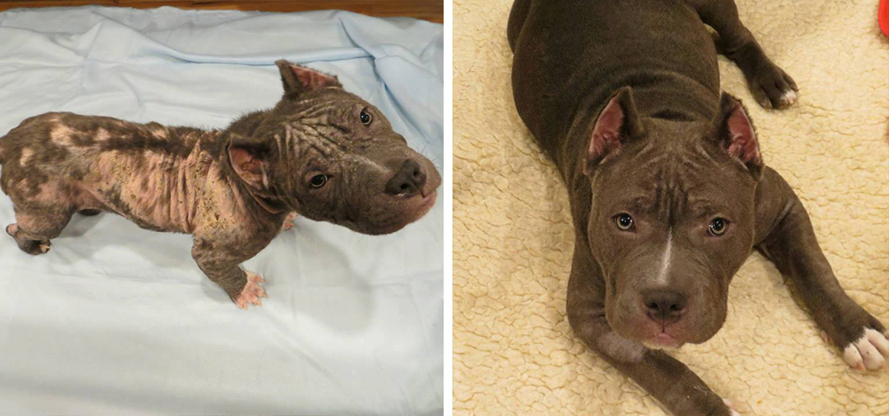 4 เรื่องที่น่าตื่นตาตื่นใจของสุนัขที่ถูกทอดทิ้งและถูกทำร้าย ที่ใกล้ตาย