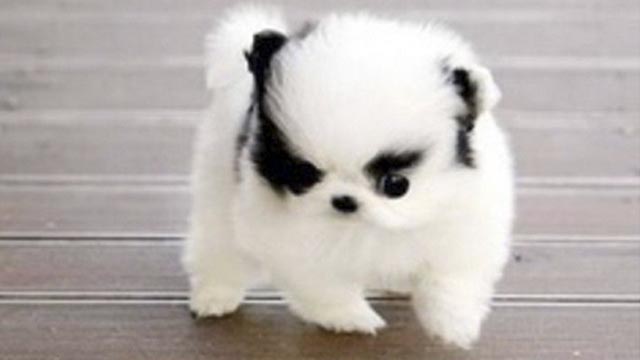 7 ความน่ารักเมื่อไซบีเรียนผสมกับปอมเมอเรเนียนจึงเกิดเป็น Pomskies